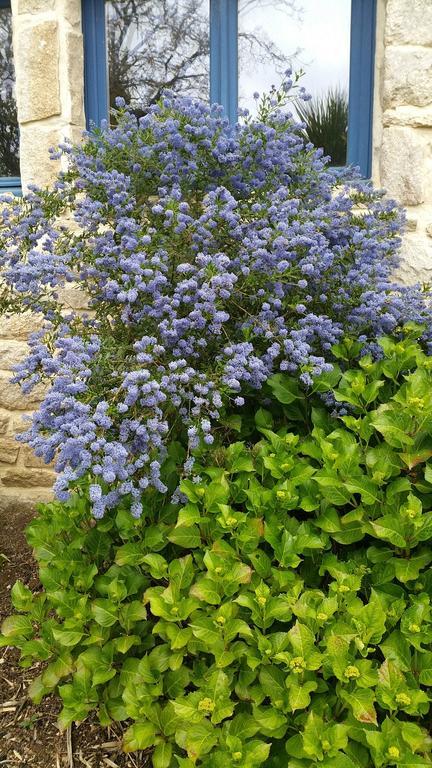Bed and Breakfast Le Domaine De Saint-Thomin Nostang Exterior foto